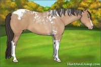 Horse Color:Amber Champagne Sabino Tobiano