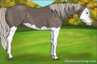 Horse Color:Silver Black Splash
