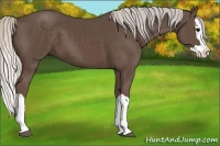 Horse Color:Silver Black Splash