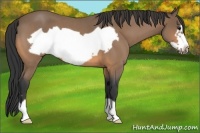 Horse Color:Buckskin Roan Frame 