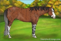 Horse Color:Brown  and Brown Splash 
