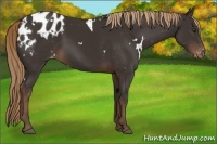 Horse Color:White Spotted Liver Chestnut Blanket