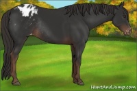 Horse Color:Liver Chestnut Appaloosa Rabicano 