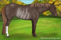 Horse Color:Liver Chestnut Appaloosa Rabicano 