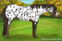 Horse Color:Liver Chestnut Appaloosa Rabicano 