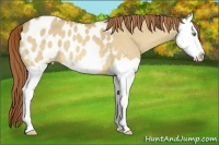 Horse Color:Amber Cream Champagne Dun Splash Appaloosa 
