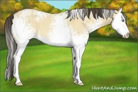 Horse Color:White Spotted Amber Cream Champagne Dun Splash 