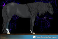 Horse Color:Black 