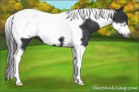Horse Color:Black Tobiano Frame