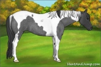 Horse Color:Smoky Blue Roan Tobiano 