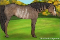 Horse Color:Liver Chestnut Rabicano 