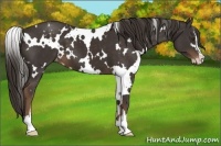 Horse Color:White Spotted Liver Chestnut Sabino Varnish 