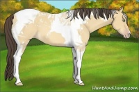 Horse Color:Amber Champagne Dun Tobiano 
