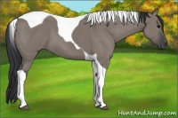 Horse Color:Grullo Tobiano