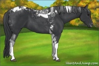 Horse Color:Black Tobiano