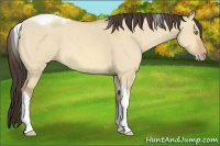 Horse Color:Amber Champagne Dun Tobiano 
