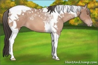 Horse Color:Sable Champagne Tobiano 