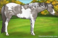 Horse Color:Grullo Tobiano Frame Appaloosa