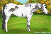 Horse Color:White Spotted Smoky Grullo Tobiano
