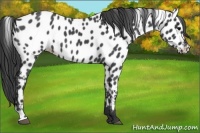 Horse Color:Blue Roan Near Leopard 
