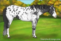 Horse Color:White Spotted Blue Roan Splash Appaloosa 