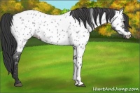 Horse Color:Blue Roan Near Leopard 