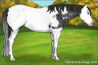 Horse Color:Blue Roan Splash Appaloosa 