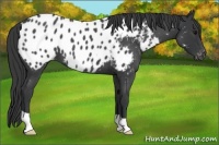 Horse Color:Blue Roan Appaloosa 