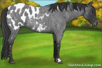 Horse Color:Blue Roan Appaloosa 