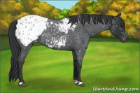 Horse Color:Blue Roan Appaloosa 