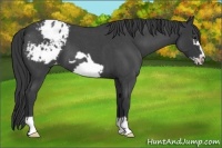 Horse Color:Blue Roan Frame Appaloosa 