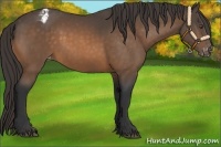 Horse Color:Buckskin Varnish 