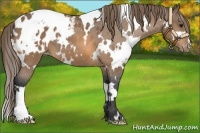 Horse Color:White Spotted Buckskin Appaloosa 
