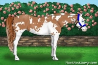 Horse Color:White Spotted Chestnut Splash