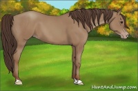 Horse Color:Classic Champagne