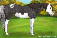 Horse Color:Liver Chestnut Splash Appaloosa 