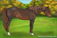 Horse Color:Liver Chestnut 