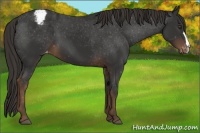 Horse Color:Liver Chestnut Varnish 
