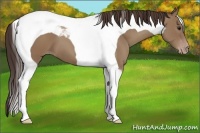 Horse Color:Classic Champagne Tobiano