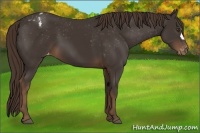 Horse Color:Liver Chestnut Varnish 