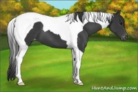 Horse Color:Black Tobiano Varnish 