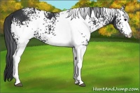 Horse Color:White Spotted Black 