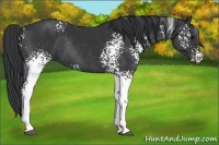 Horse Color:White Spotted Black Rabicano 