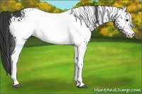 Horse Color:White Spotted Black
