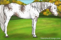 Horse Color:White Spotted Silver Black Splash 