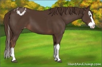 Horse Color:Liver Chestnut Sabino Splash Varnish