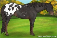Horse Color:Liver Chestnut Sabino Appaloosa 