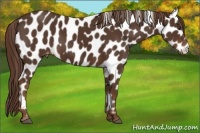 Horse Color:Liver Chestnut Appaloosa 