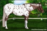 Horse Color:Chocolate Silver Brown Near Leopard 