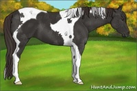 Horse Color:Liver Chestnut Tobiano 